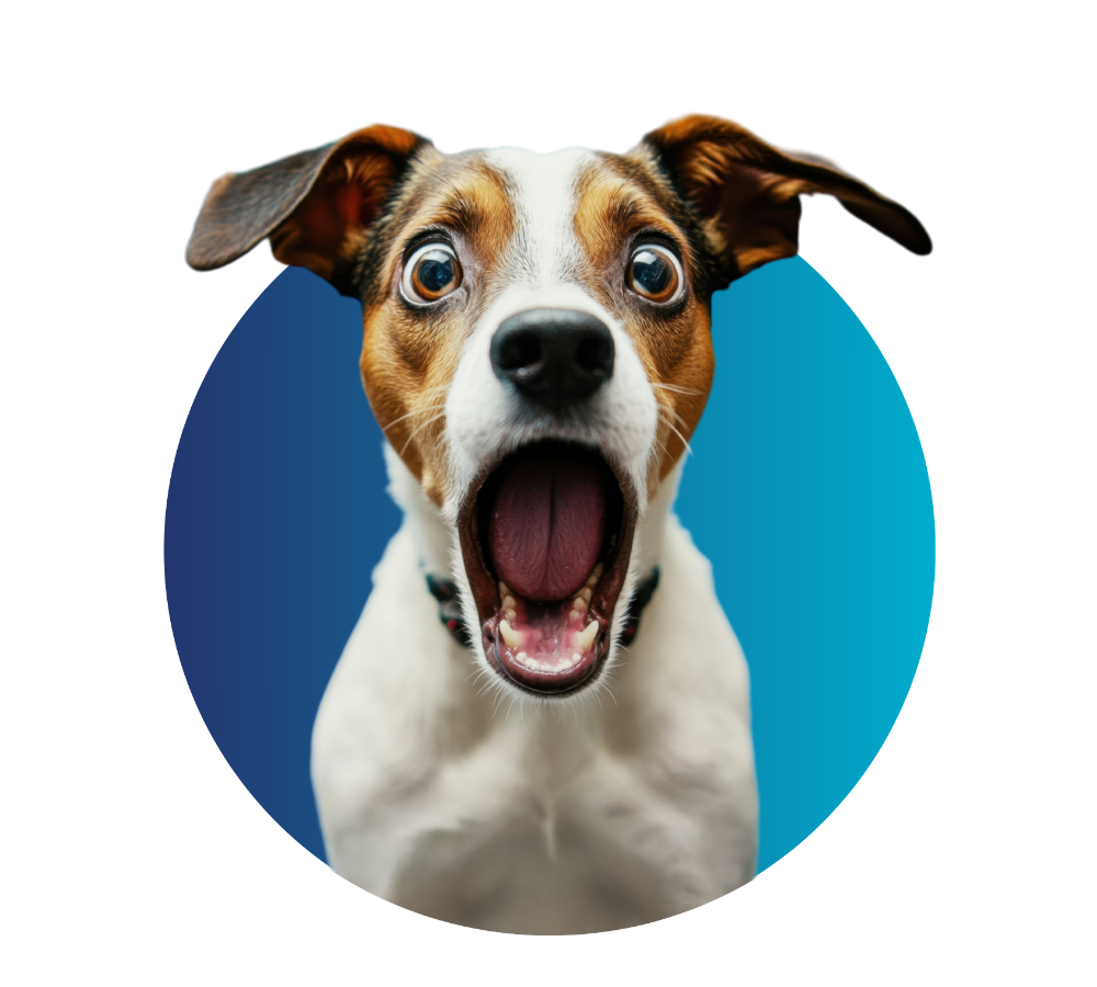 Dow Credit Union - Low Rate Visa - Dog Dow Credit Union's Credit Cards are WOW!